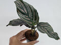 2" Custom Asst: Calathea Ornata  